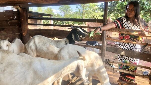 Hỗ trợ giống vật nuôi giúp đồng bào thiểu số thoát nghèo