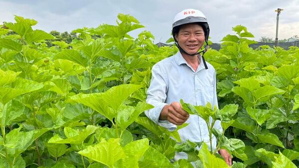 Ia Pa chuyển đổi cây trồng để nâng cao hiệu quả sản xuất