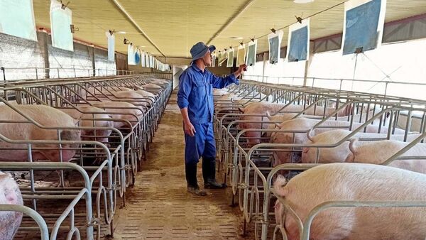 Khẩn trương xây dựng vùng chăn nuôi an toàn dịch bệnh