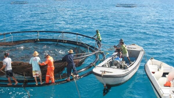 Khánh Hòa đặt mục tiêu xuất khẩu thủy sản vượt 1 tỷ USD