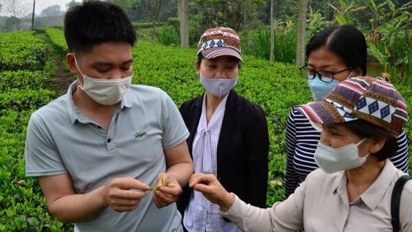 Lưu ý sâu bệnh trên cây chè, cây cà phê ở phía Bắc