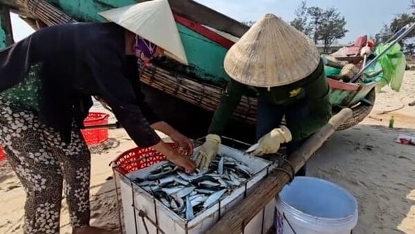 Ngư dân bãi ngang Quảng Bình thu tiền triệu từ vụ cá trích
