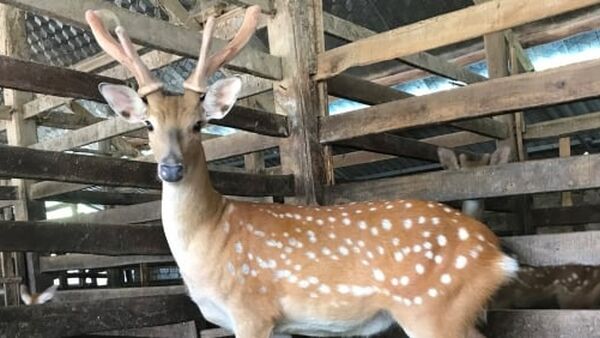 Người dân Hương Sơn phấn khởi ‘hái lộc nhung’ đầu năm mới