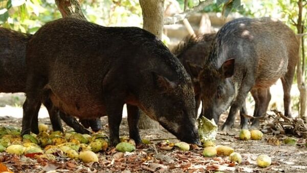 Nuôi heo rừng bán hoang dã dưới vườn cây ăn trái