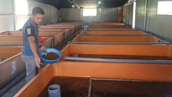 Nuôi lươn trong bể composite, thành công bất ngờ