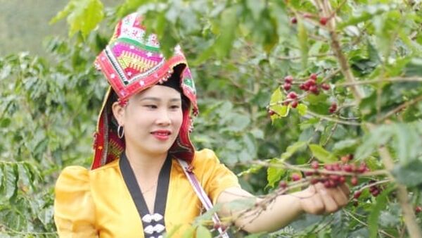 Phúc Sinh Sơn La với mùa quả ngọt Arabica