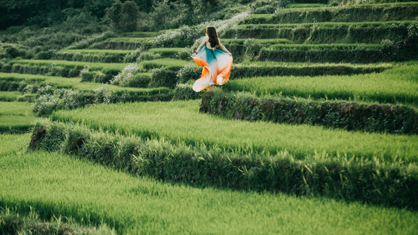 Ruộng bậc thang trên đất cao nguyên Chư Sê