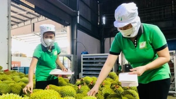 Sầu riêng Việt Nam vào Trung Quốc tăng hơn 1.000% về lượng và giá trị