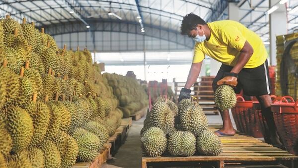 Thái Lan duy trì vị thế xuất khẩu nông sản trong năm 2023 nhờ FTA