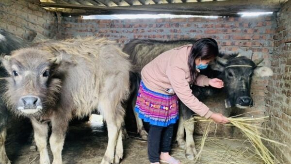 Thủ tướng yêu cầu triển khai phòng chống rét, dịch bệnh cho vật nuôi, cây trồng