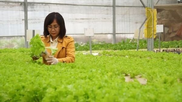 Trồng 1.000m2 rau thủy canh, thu nhập 500 triệu đồng/năm
