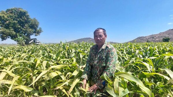 Trồng bắp lấy giống mang lại thu nhập ổn định