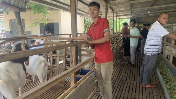 Trồng cỏ nuôi dê, thu về trăm triệu