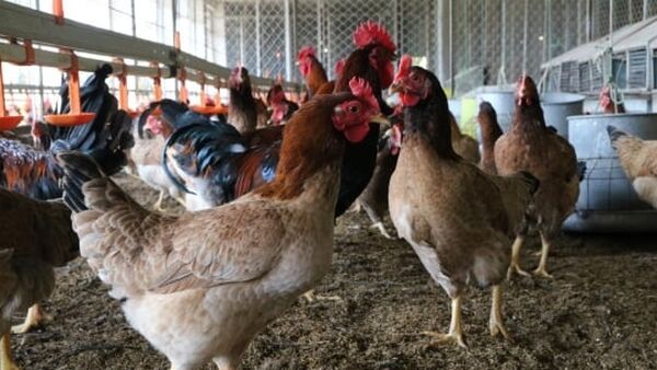 Viện Chăn nuôi triển khai 166 nhiệm vụ khoa học và công nghệ năm 2023