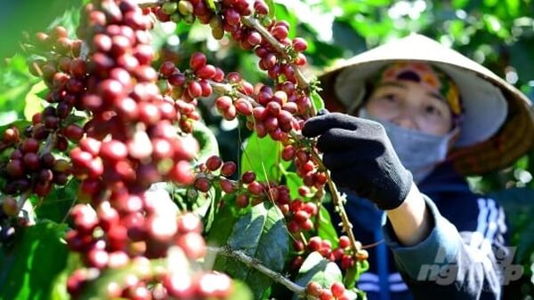 Xuất khẩu cà phê 2 tháng đầu năm đạt 1,38 tỷ USD
