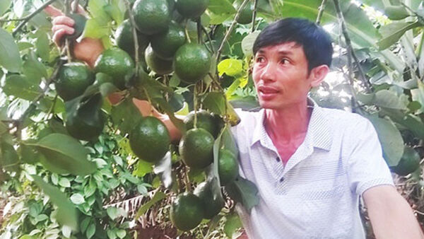 Bơ Booth xen canh thu nhập cao