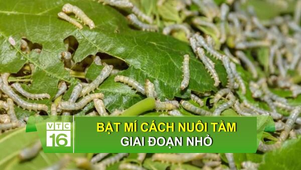 Bật mí cách nuôi tằm giai đoạn nhỏ
