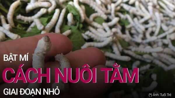 Bật mí cách nuôi tằm giai đoạn nhỏ đạt hiệu quả cao