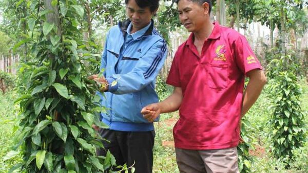 Chư Sê xuất hiện giống tiêu lốt?