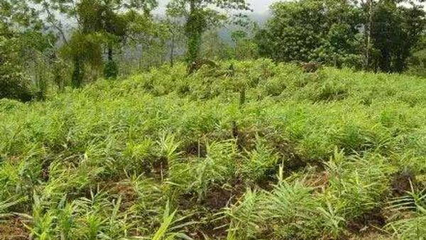 Bệnh héo lụi cây gừng do vi khuẩn, cách khắc phục thế nào?