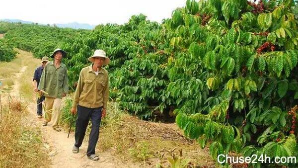 Biện pháp hạn chế nạn ăn cắp cà phê vào vụ thu hoạch