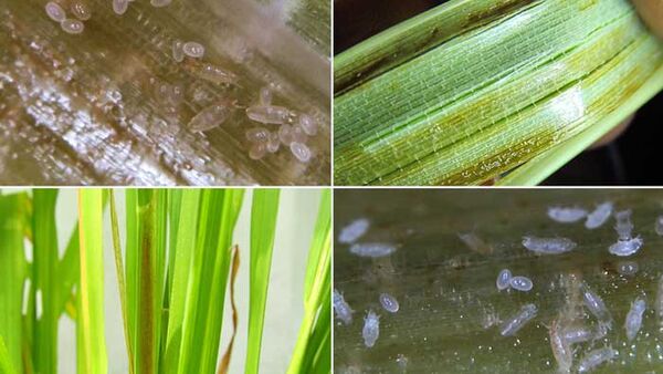 Biện pháp phòng trừ nhện gié hại lúa