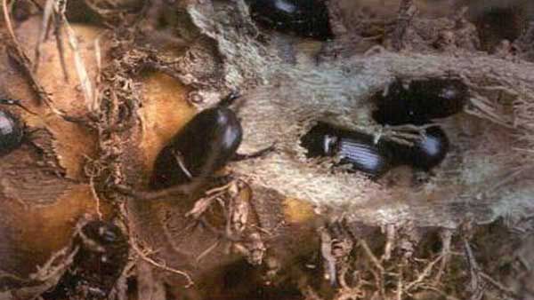 Cách diệt trừ bọ hung nhỏ hại gừng