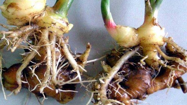 Cách nhận biết những tác nhân gây hại trên cây Gừng