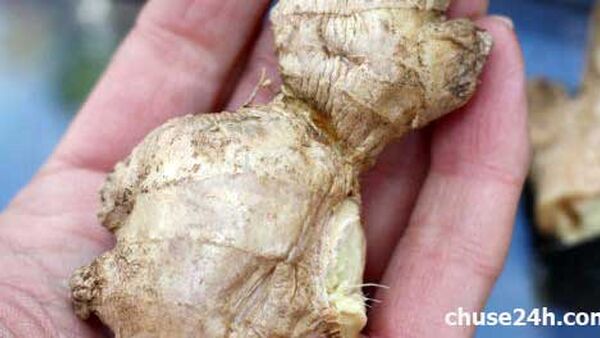 Cách nhận biết và Phòng ngừa bệnh Thối củ ở cây Gừng