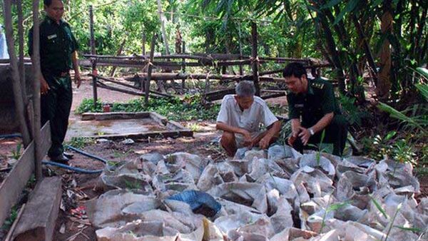 Kỹ thuật trộn đất trồng gừng trong bao
