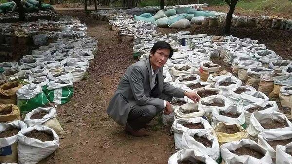 Cách trồng Gừng đem lại năng suất, chất lượng cao