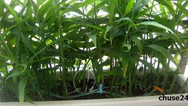 Cách trồng Gừng tại nhà đơn giản