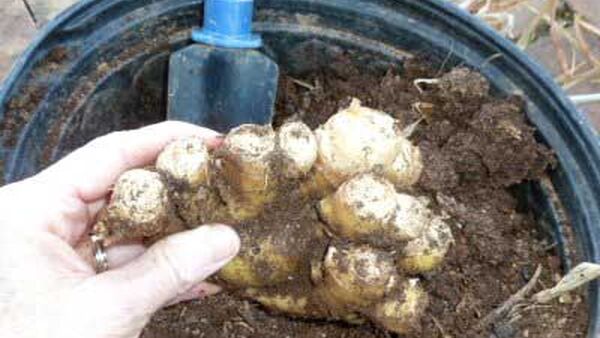 Kỹ thuật trồng gừng năng suất cao