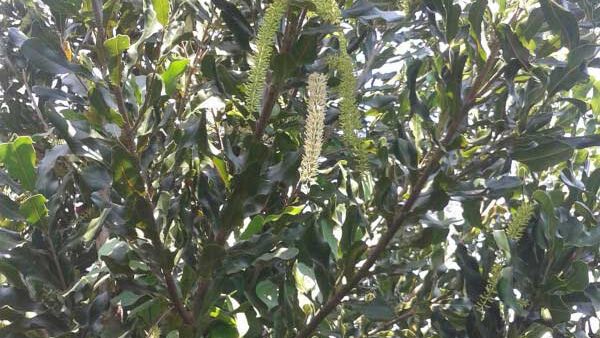 Cây tỷ đô: bàn chuyện cây mắc ca với ông Nguyễn Lân Hùng