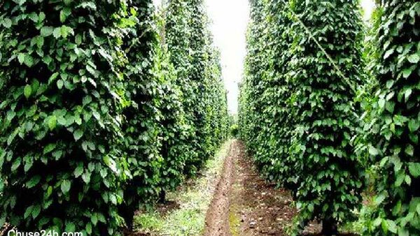 Giá tiêu hôm nay 17/8: Thị trường trầm lắng