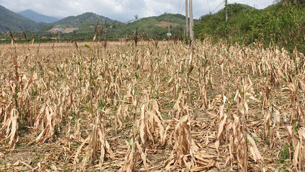 Chư Sê chết khô trong đợt đại hạn lịch sử