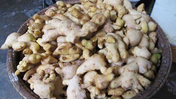 Chọn giống, yếu tố quan trọng quyết định năng suất cây Gừng