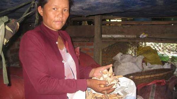 Đắk Lắk: Bài thuốc bí truyền trị khỏi bệnh tiểu đường của phụ nữ Thái