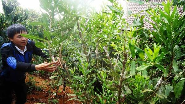 Do đâu nông dân vẫn chưa mặn mà với cây mắc ca?