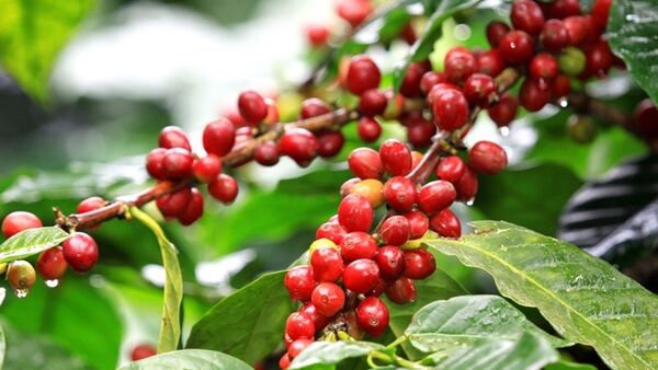 Giá cà phê hôm nay ngày 18/06/2015