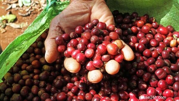 Giá cà phê Gia Lai tăng lên 37,2 triệu đồng/tấn