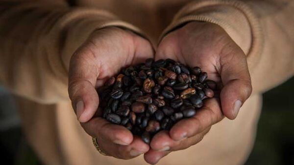 Giá cà phê ngày 5/5/2018 lại giảm