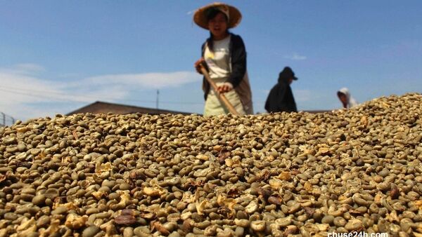 Giá cà phê tiếp tục giảm mạnh xuống 35,0 triệu đồng/tấn