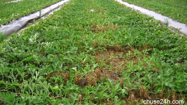 Hướng dẫn chăm sóc phòng trừ sâu bệnh trên Dưa hấu