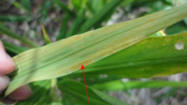 Bệnh thường gặp ở cây gừng và cách phòng tránh hiệu quả nhất