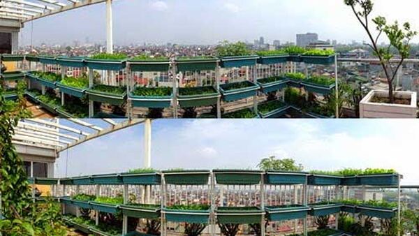 Khám phá vườn rau xanh ngắt trên tầng 10