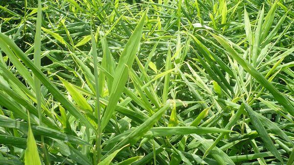 Khánh Hòa: Mô hình Nuôi Trùn Quế kết hợp Gà thả vườn và Trồng Gừng. Hiệu quả 3 trong 1