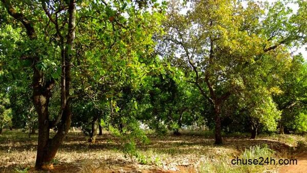 Kỹ thuật chăm sóc điều tăng năng suất và chất lượng