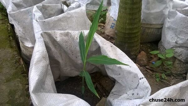 Kỹ thuật chọn giống, làm đất và bón phân cho gừng trong bao