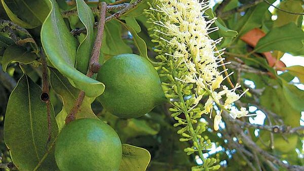 Kỹ thuật trồng, chăm sóc cây mắc ca
